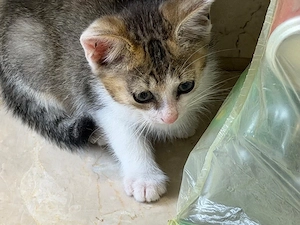 Katzenbabys zu verkaufen