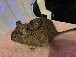 degus mit käfig 