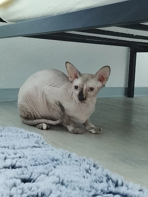 sphynx Katze  sucht neue zu Hause 