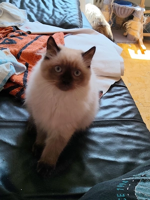 Ragdoll-Kitten suchen liebevolles Zuhause
