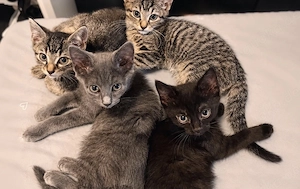 4 süße Babykatzen (14 Wochen) suchen ein liebevolles Zuhause 