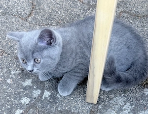 Reinrassige BKH Kitten
