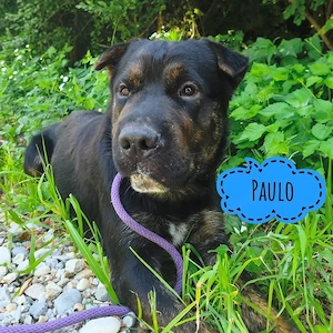 Paulo, stattlicher und lieber Shar-Pei Mix Rüde
