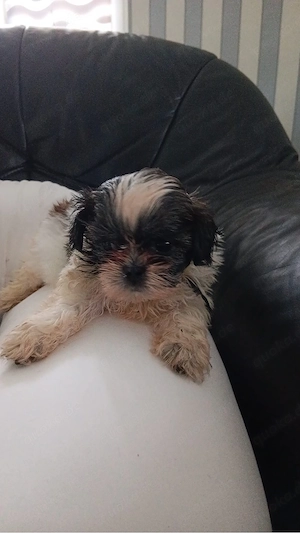 Shihtzu Welpe 