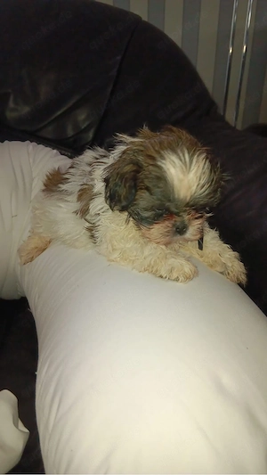 Shihtzu Rüde