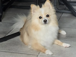 Pomeranian Zwergspitz Dame