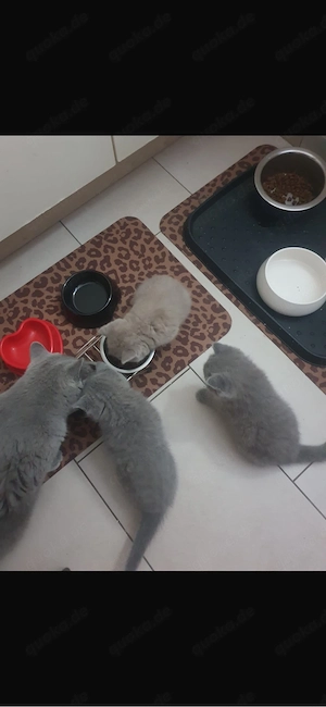 Bkh Kitten