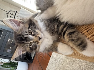 Kleines Maine Coon Mädchen 