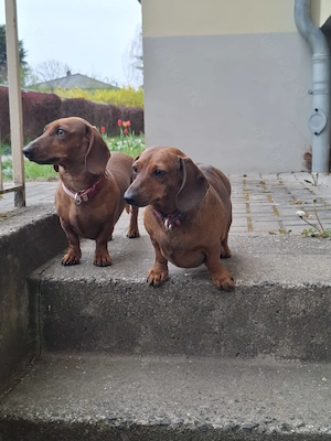2 wundervolle Zwerg Dackelchen 