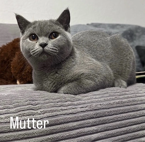Süße BKH Kitten  Bild 2