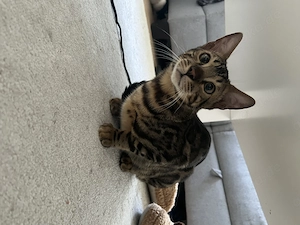 Wunderschöner reinrassiger Bengal-Kater Simba sucht ein liebevolles Zuhause