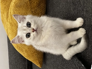 Kater Britisch kurz Haar