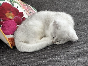 Kater Britisch Kurzhaar 