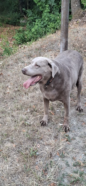 Labrador Retriever 