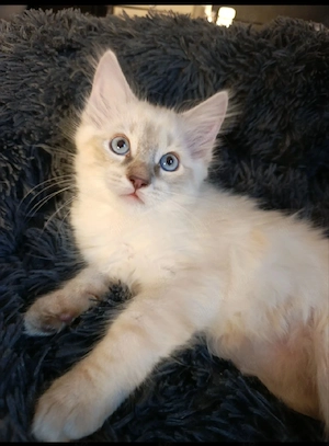 Ragdoll birma Kater 4monate alt