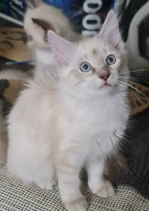 Ragdoll birma Kater 4monate alt