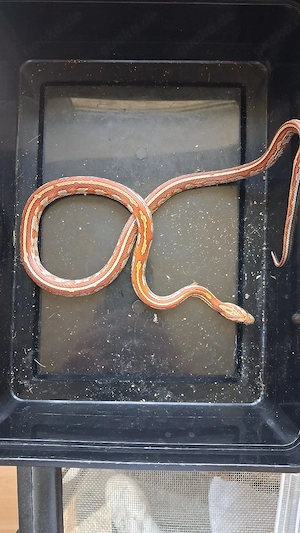 Kornnattern mit Terrarium 