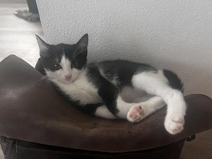 Katzen Babys mit Suchtpotenzial