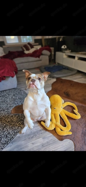 kleine Bulldogge, 5 Jahre 