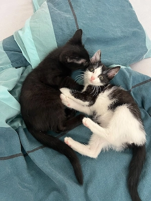 Katzen Babys mit Suchtpotenzial Bild 6