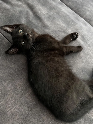 Katzen Babys mit Suchtpotenzial Bild 4