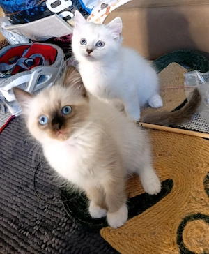  Bkh  Heilige birma Kitten 