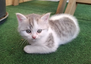 Bkh Kitten reinrassig 2 Kater 