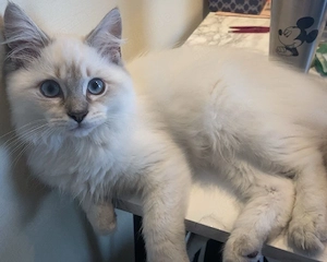 Süße Ragdoll-Kätzin sucht ein Zuhause