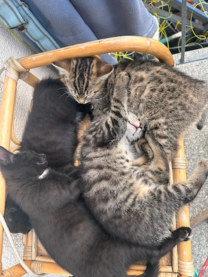 Zwei süße gesunde Katzenbabys in verantwortungsvolle Hände abzugeben 