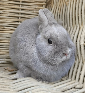 Liebe soziale Zwergkaninchen Weibchen 0,5-5Jahre abzugeben 