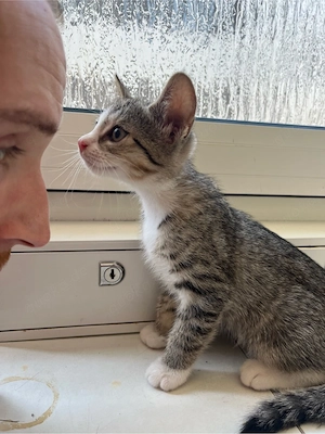 BKH Mix Kitten 