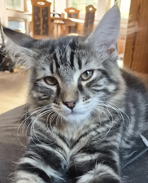 Bezauberndes Main Coon Mix Katerchen