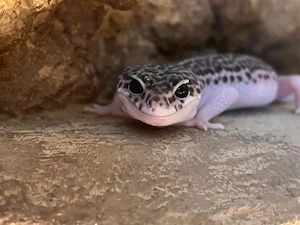 Leopardgeckos mit Terrarium 