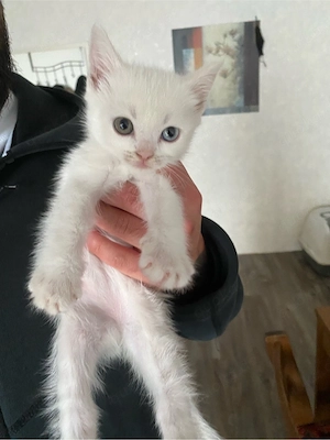 Kater       Bild 2