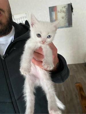 Kater       Bild 3