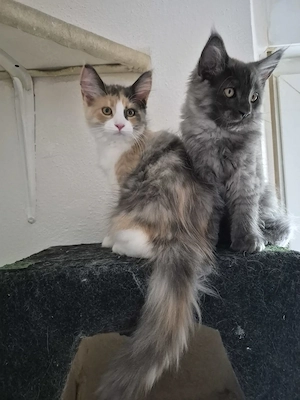 Maine Coon Kitten 