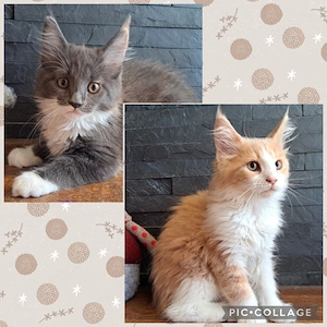 Maine Coon Kitten reinrassig - abgabebereit - Blue Tortie White & Creme White