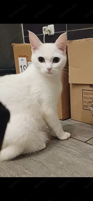 Kater       Bild 4