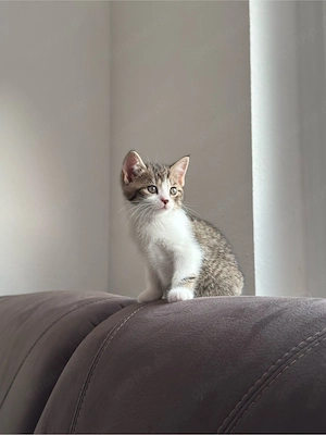 BKH mix kitte zu verkaufen 