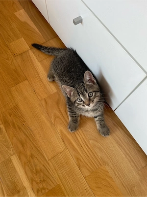 bkh mix kater sucht ein zuhause 