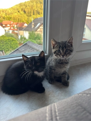 BKH mix kitte zu verkaufen 