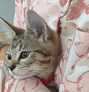 Kitten, Katzenmädchen, Katze