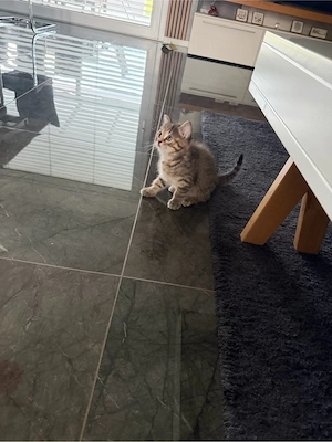 Perser-Mix-Kitten weiblich