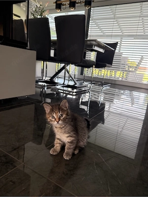 Perser-Mix-Kitten weiblich