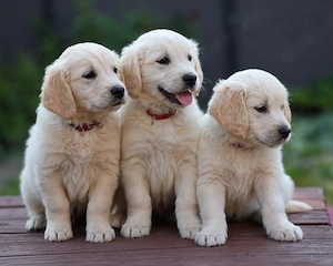 Golden Retriever Welpen suchen ein neues Zuhause