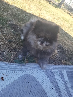 Pomeranian Zwergspitz Pomchi Chihuahua welpen   