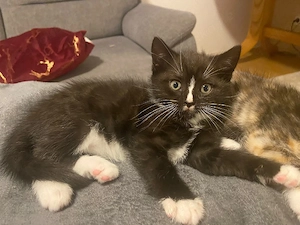BKH Mix Kitten  Bild 5