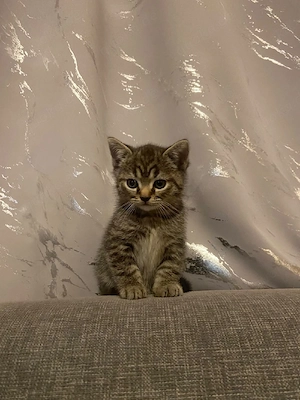 BKH Mix Kitten 