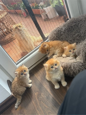 sehr schöne Katzenbaby