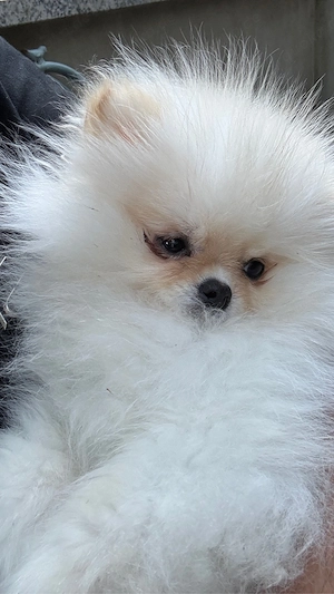 Pomeranian zwergspitz   Eva  sucht ein liebevolles Zuhause